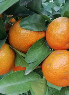 柑橘種植