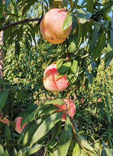 桃子種植